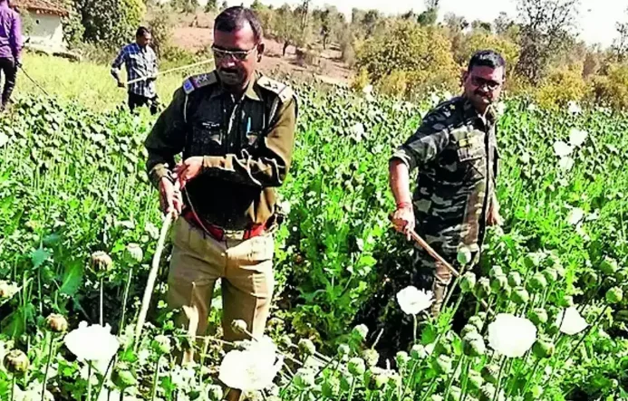 Spread Of Drugs In Society Ruins Generations: Jharkhand High Court Takes Suo Moto Cognizance Of Opium Cultivation In Khunti District
