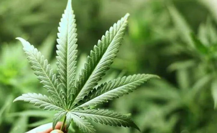 Court Expresses Concern Over Growth Of Wild Cannabis, Flags State Inaction & Calls For Status Report: Punjab & Haryana High Court