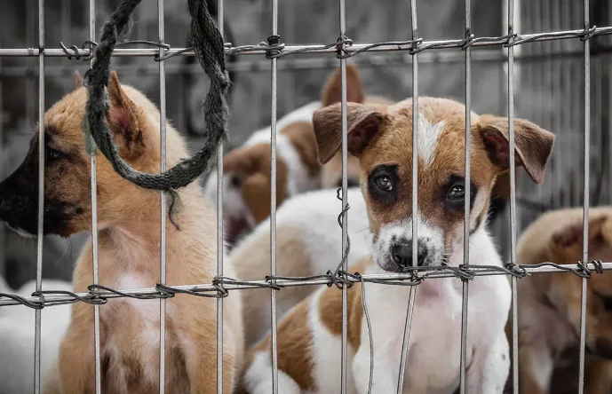 Affects Public Health, Also Extreme Cruelty To Animals, Court Laments States Lack Of Will To Regulate Dairies: Delhi High Court