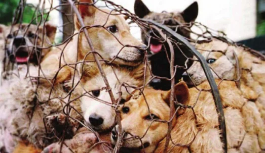 Animal Cruelty Case: Court Refuses To Enhance ₹1K Fine Imposed On Senior Citizen Woman In Case Over Death Of Street Puppies: Karnataka High Court
