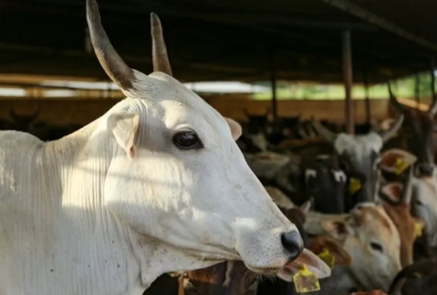 Court Denies Bail to Man Accused of Committing Unnatural Sex with Cows: Allahabad High Court