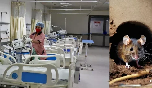 Court Takes Suo Moto Cognizance Of Rodent Menace In A Prayagraj Hospital: Allahabad High Court